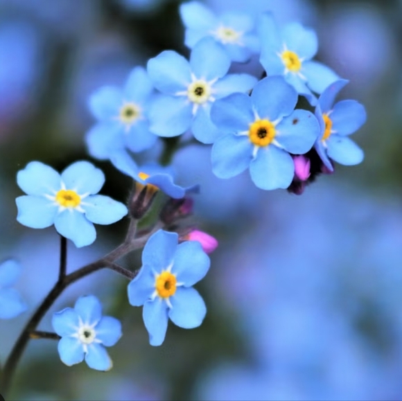 Meet your Posher, Marsha - Picture 3 of 16